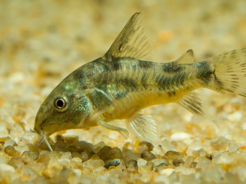 Cory Catfish bottom feeding