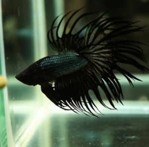 Crowntail Black Orchid Betta
