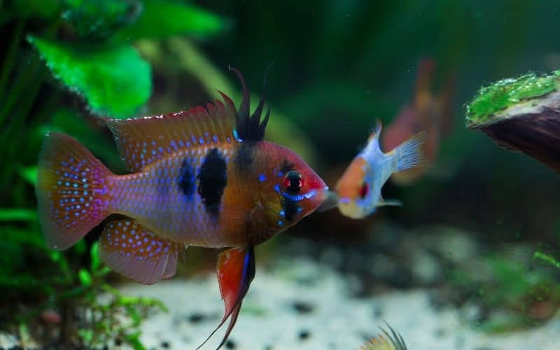 German Blue Ram (Mikrogeophagus ramirezi)