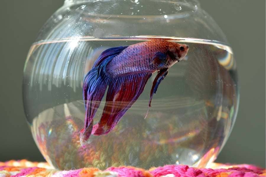 How Long Can a Betta Fish Live In a Fishbowl ? Know All