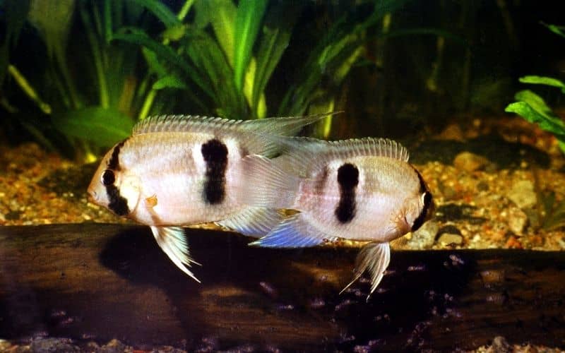 Keyhole Cichlid (Cleithracara maronii)