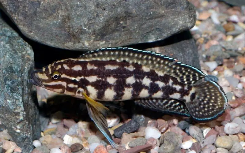 Masked Julie (Julidochromis transcriptus)