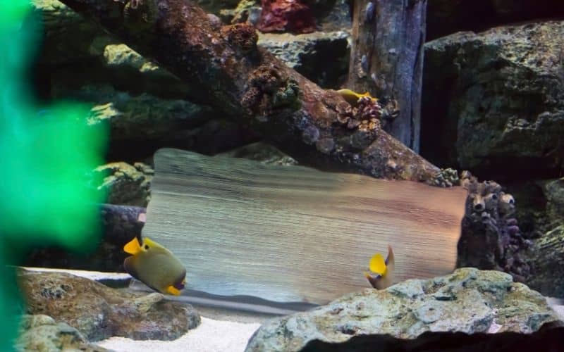 Put Metal Objects In A Fish Tank