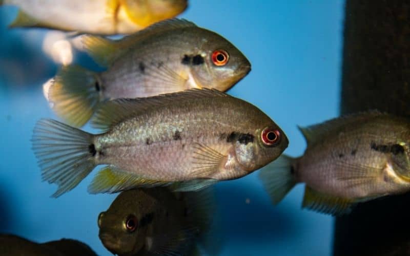 Rainbow Cichlid (Herotilapia multispinosa)