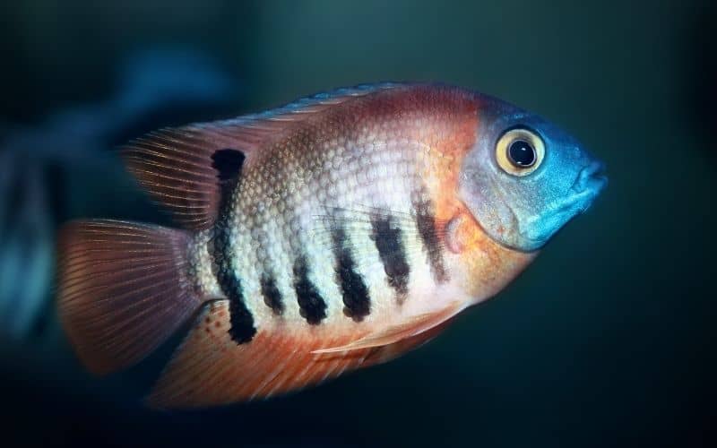 Severums (Heros serverus)