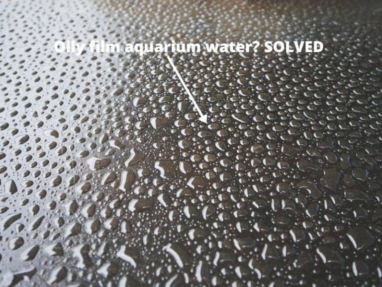 What Causes Oily Film Aquarium Water? 8 things to know Life Of Fish