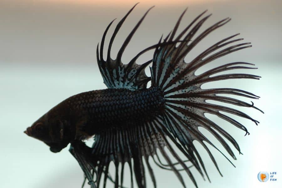 black orchid betta