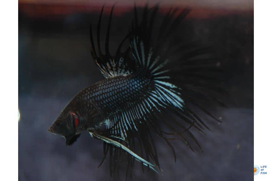 black orchid betta