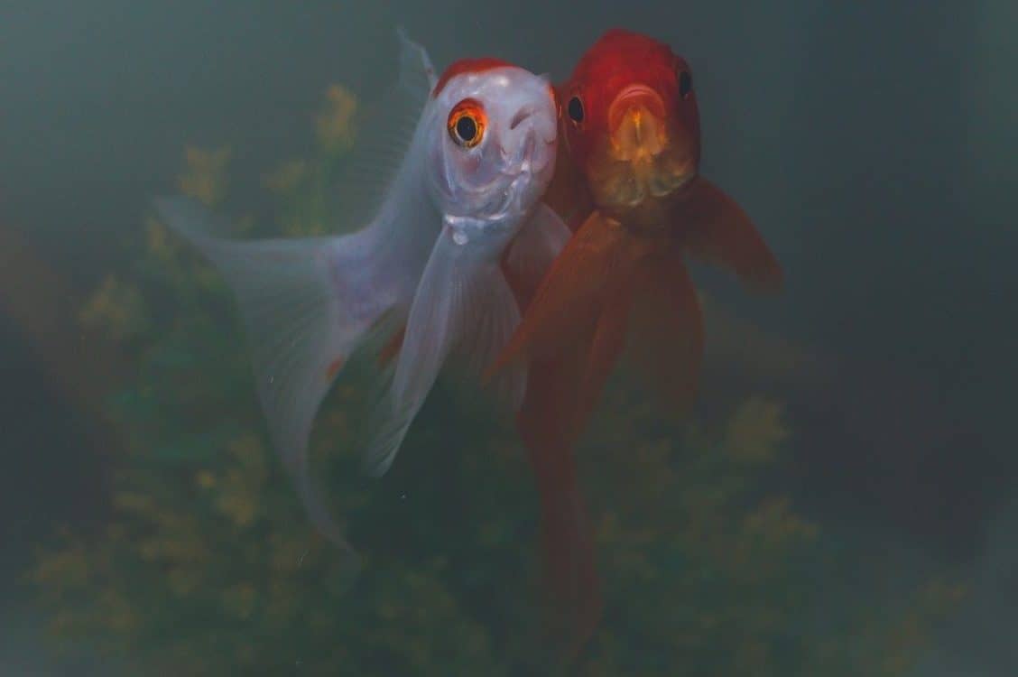 koi and goldfish