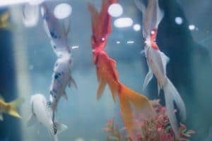 Can I Keep Koi and Goldfish In the Same Tank? All To Know