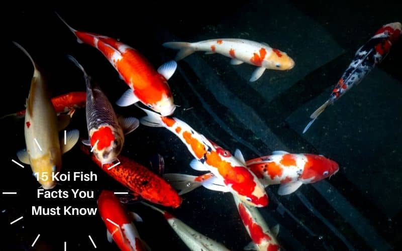 15 Koi Fish Facts you must know today