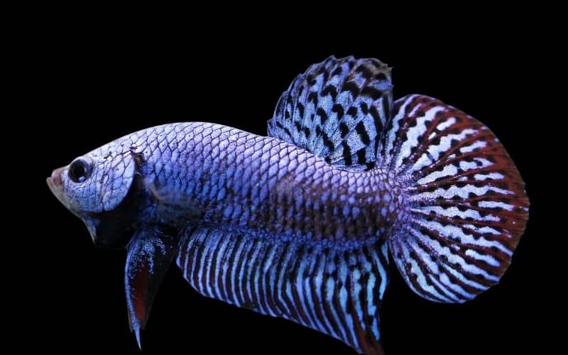 Alien Betta Care Full Guide 11 Facts Must Know