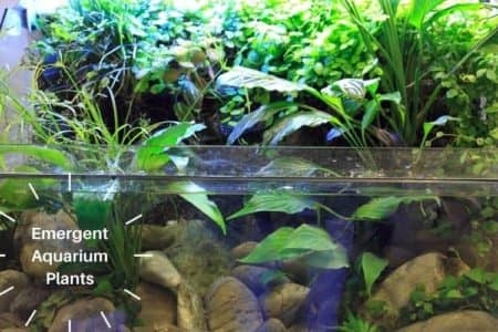 10 Emergent Aquarium Plants for Fish Tank | Must Know