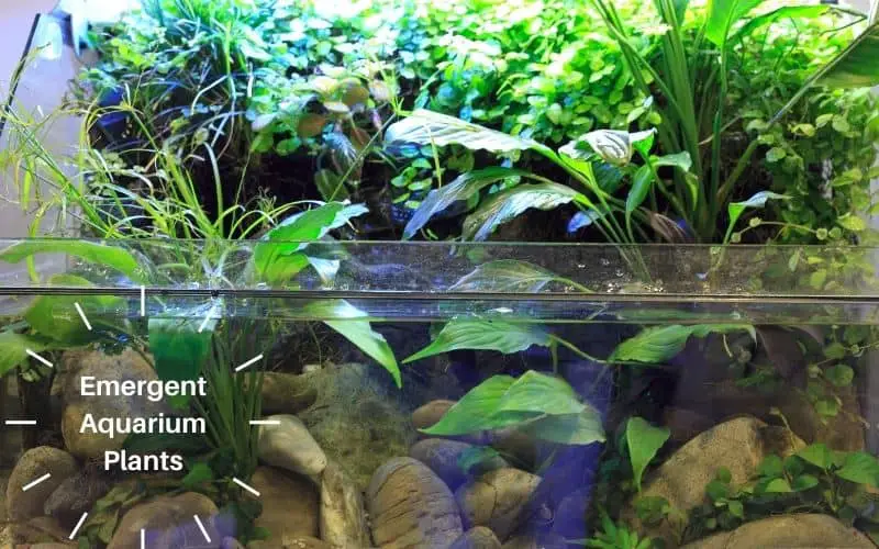 Emergent Aquarium Plants