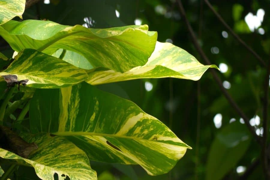 Hawaian pothos