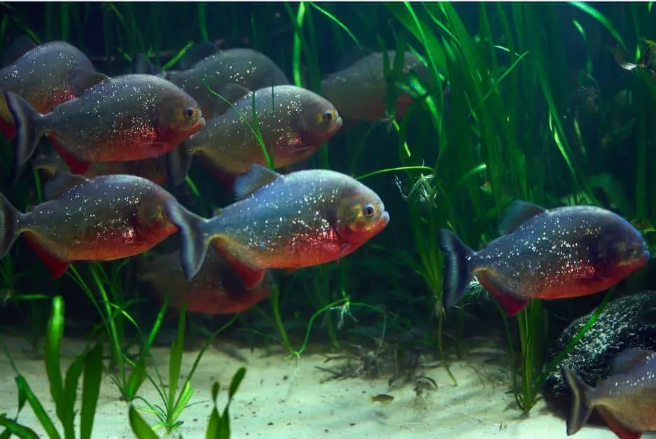 How Much Do Piranhas Cost? | 30 Things You Should Know