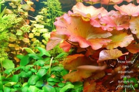 How Long Can Aquarium Plants Survive In The Mail?