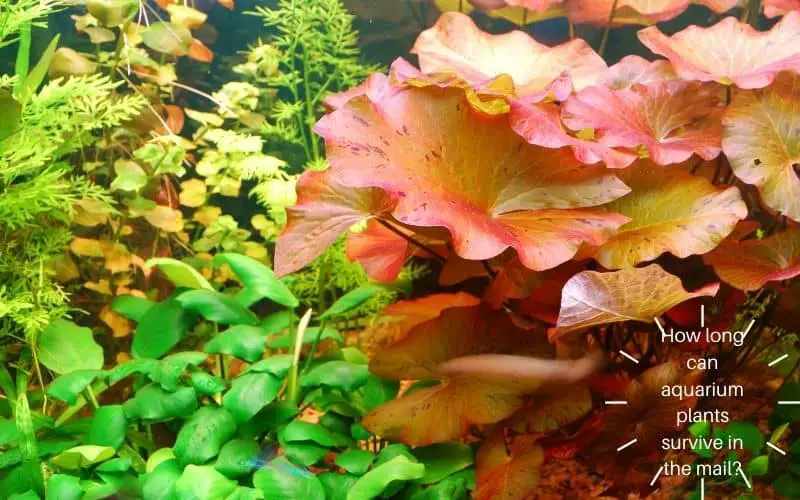 Aquarium plants survive in the mail