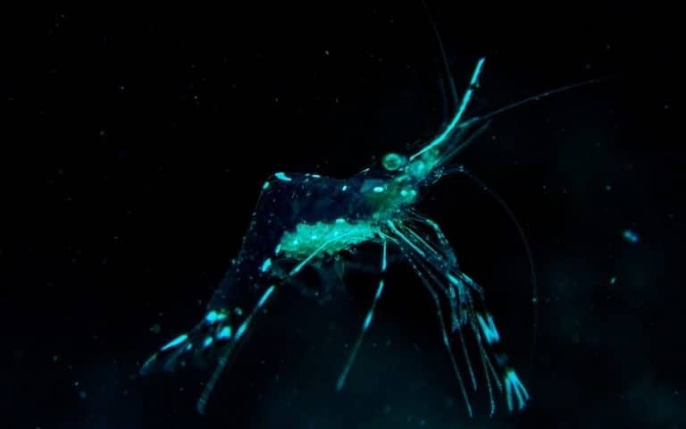 How Often Do Ghost Shrimp Shed / Molt? 10 Things Must know