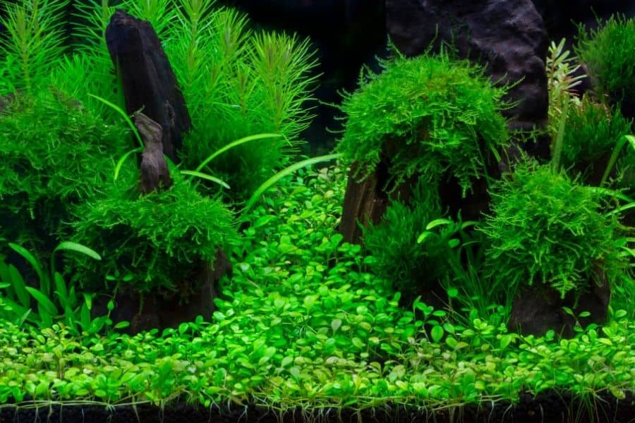How to get lush green aquarium plants 5 points