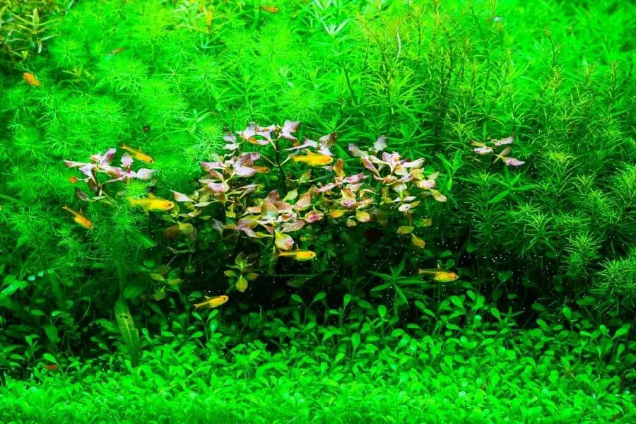 How to get lush green aquarium plants 5 points to check