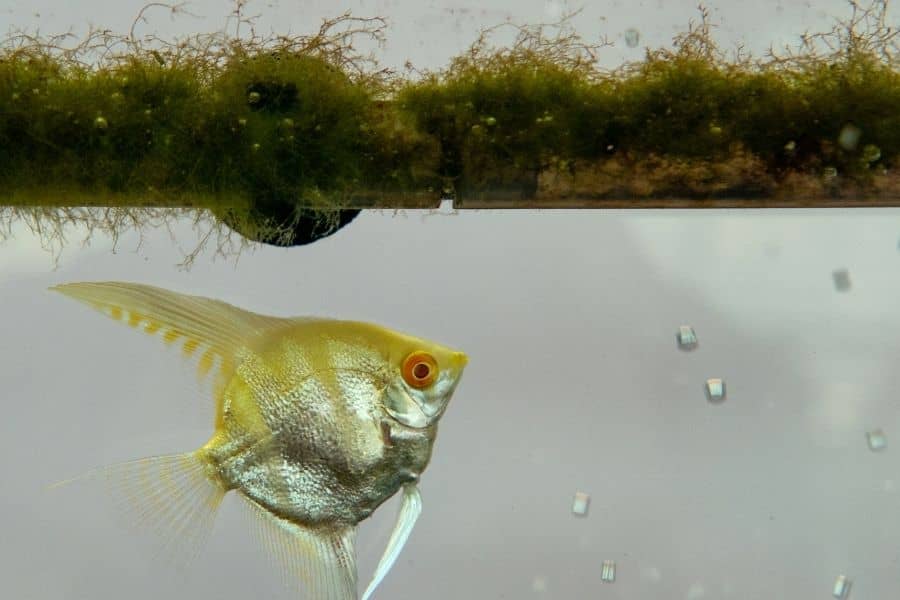 Maintain cleanliness is the most important thing to keep your fish healthy