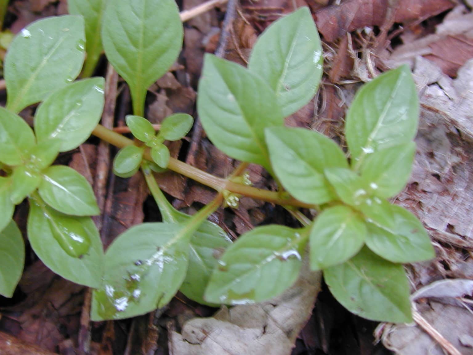 10 Emergent Aquarium Plants for Fish Tank Must Know