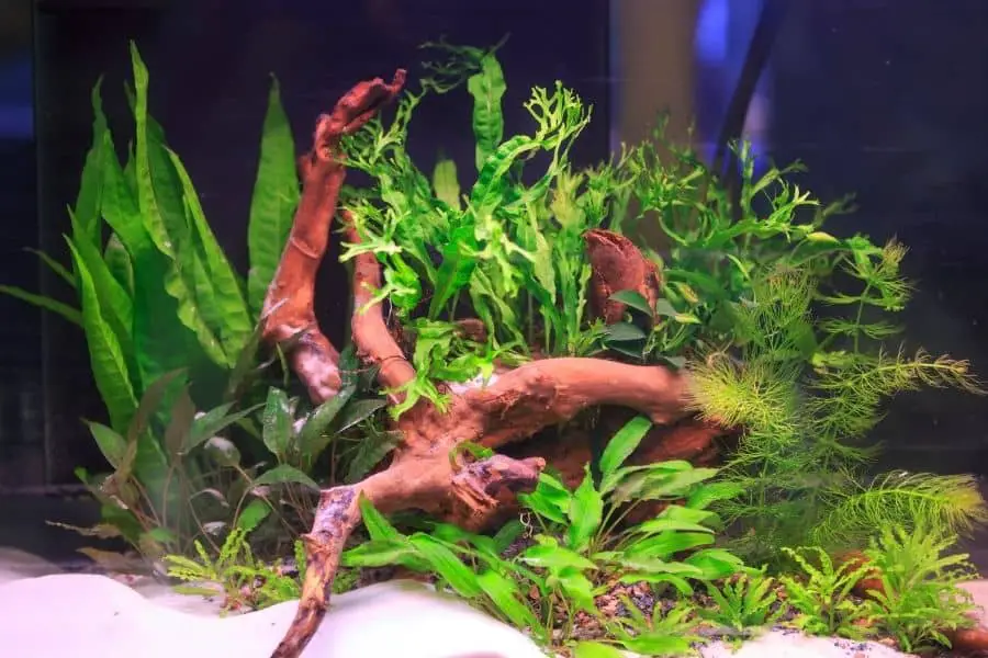 Pothos in Aquarium