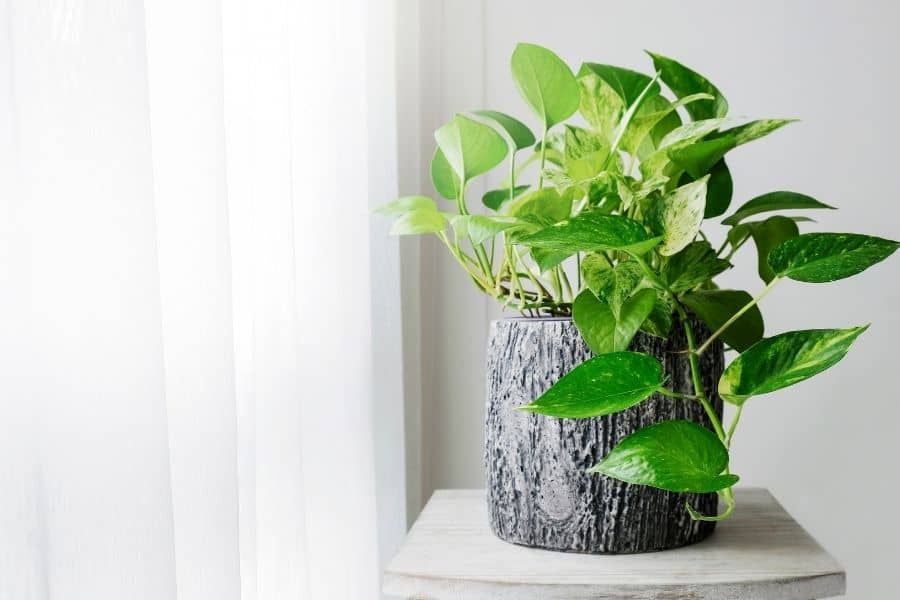 Pothos benefits