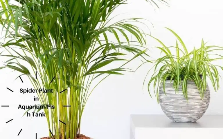 Spider Plant In Aquarium/Fish Tank | 15 Things To Know