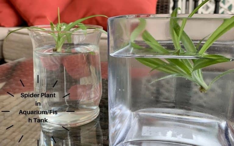 Spider Plant in Aquarium/Fish Tank | 15 Things to know | Life Of Fish