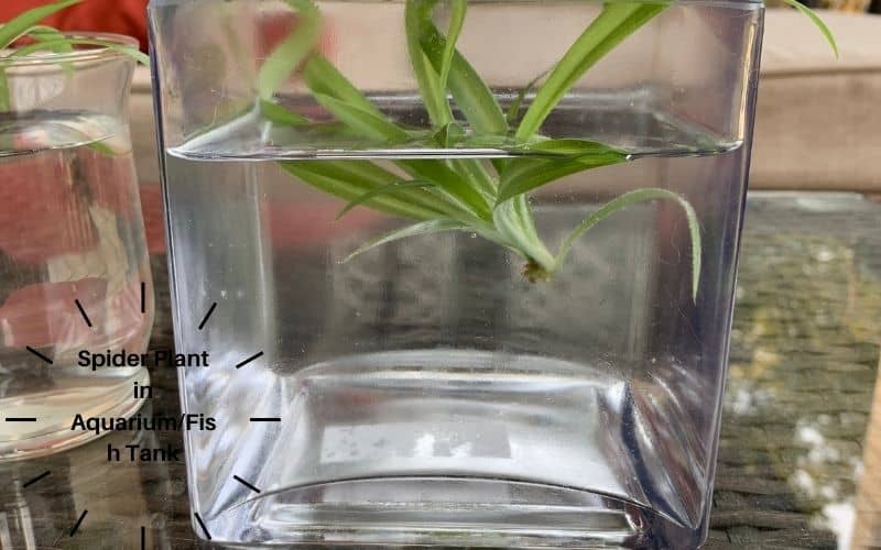 Spider Plant in WATER