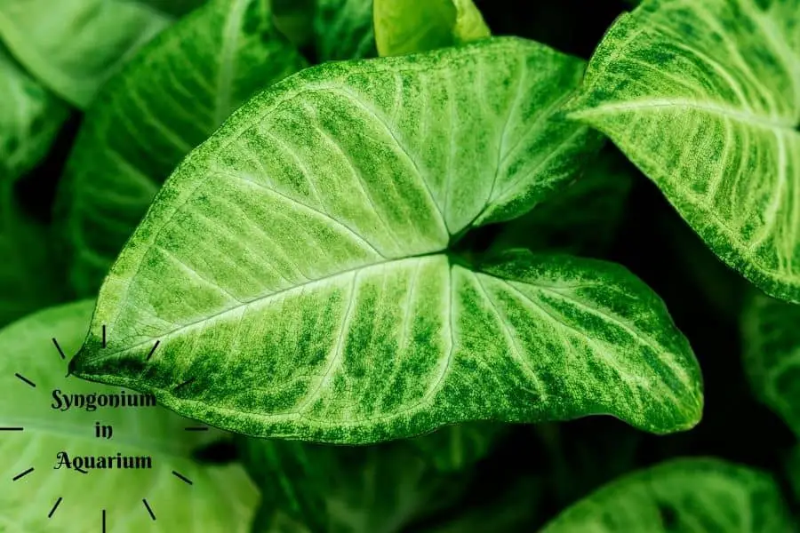 Syngonium in aquarium