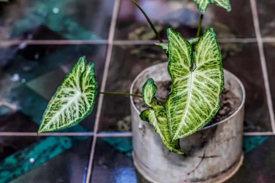 Syngonium in aquarium