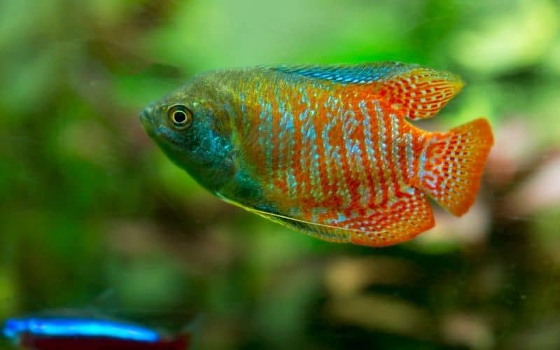 Dwarf Gourami Diseases