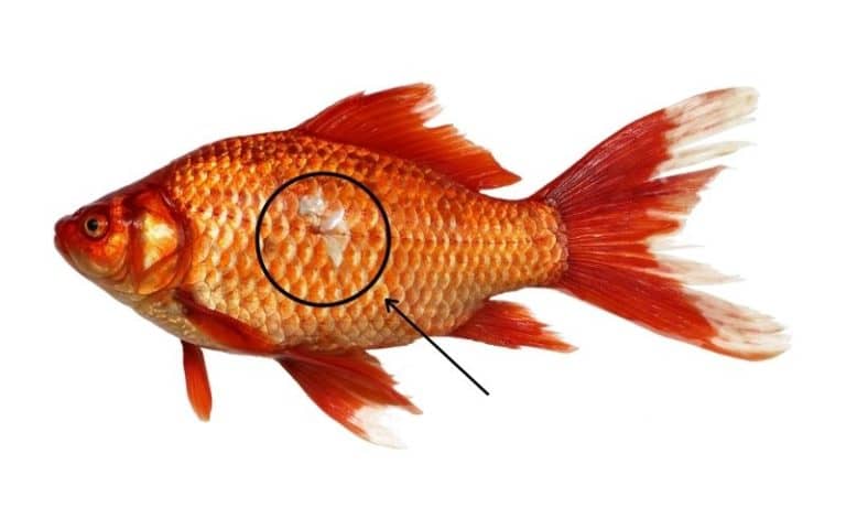 Why Goldfish Missing A Scales? | 5 Reasons Must Check