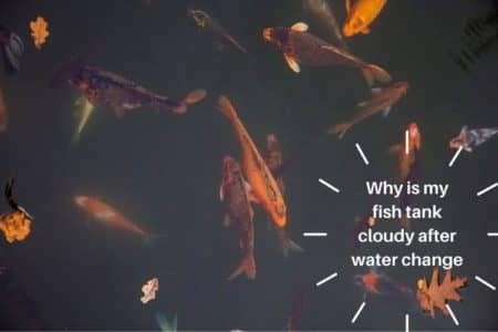 Why Is My Fish Tank Cloudy After Water Change: 11 THINGS MUST KNOW