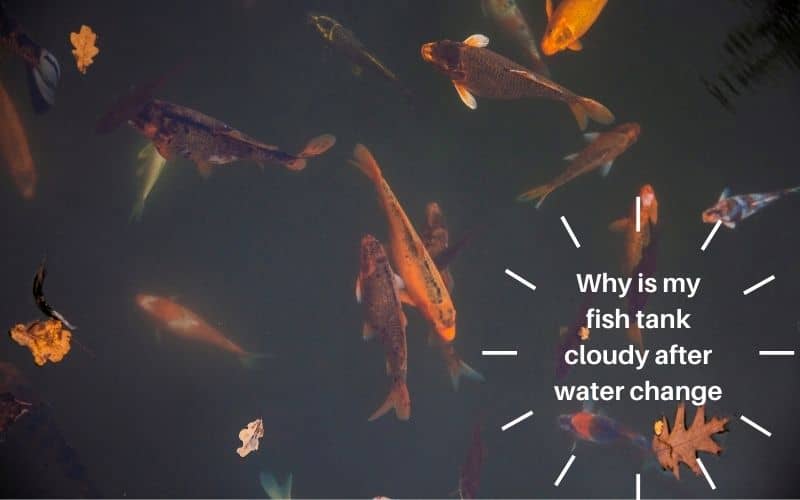 Why is my fish tank cloudy after water change 11 THINGS MUST KNOW