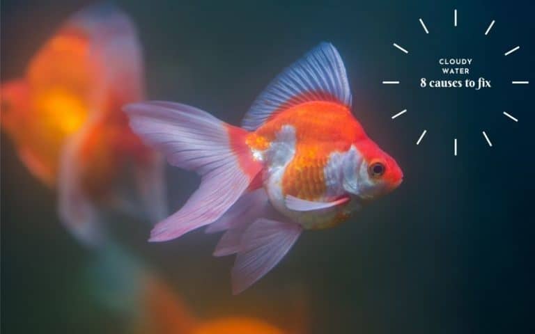 goldfish-comet-how-to-treat-cloudy-eye-25-11-2012-melafix-youtube