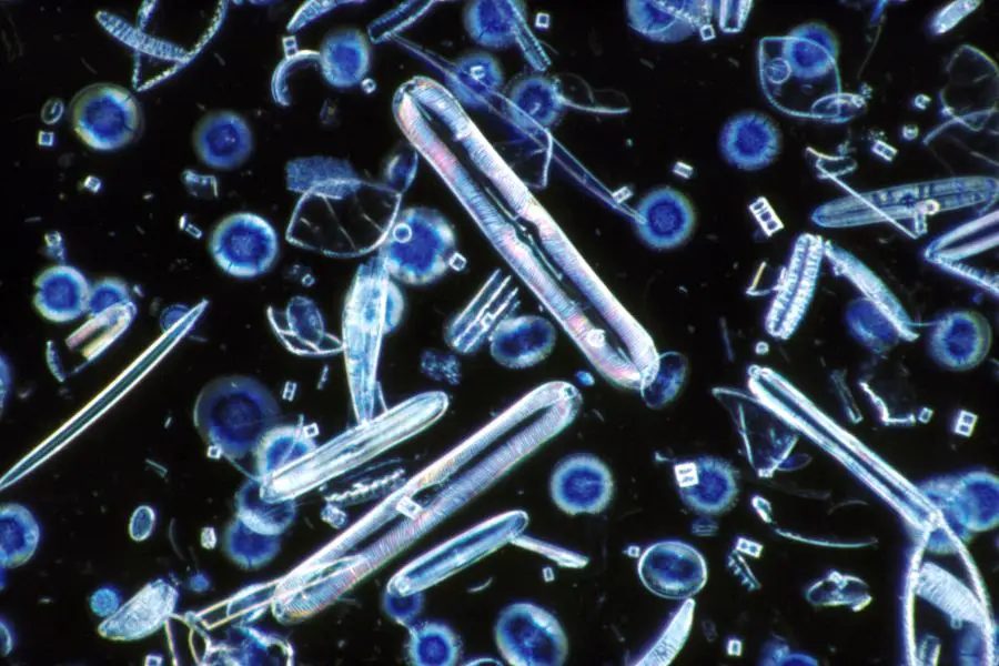 Diatoms 