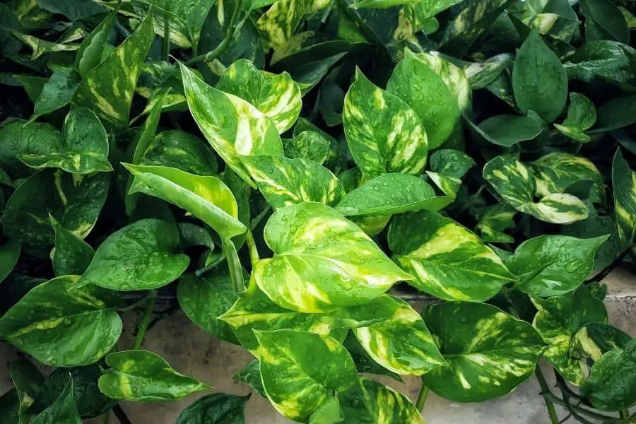 golden pothos