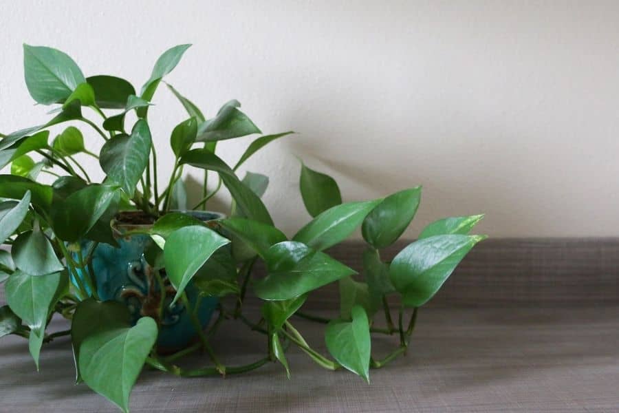 Jade Pothos