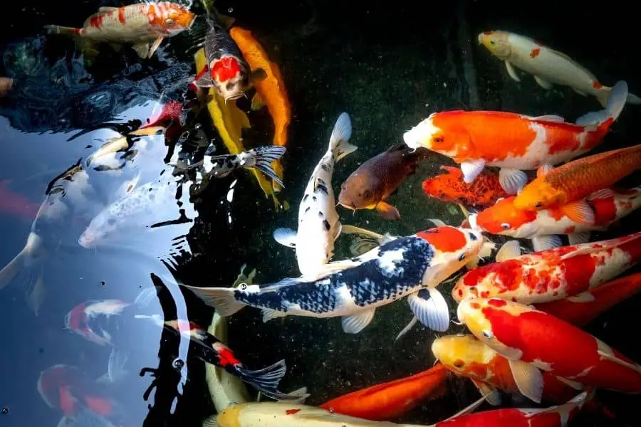 koi fish FACTS NEW