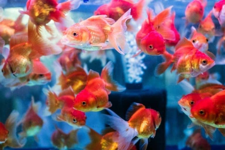 Smallest Goldfish Types And Care | Life Of Fish