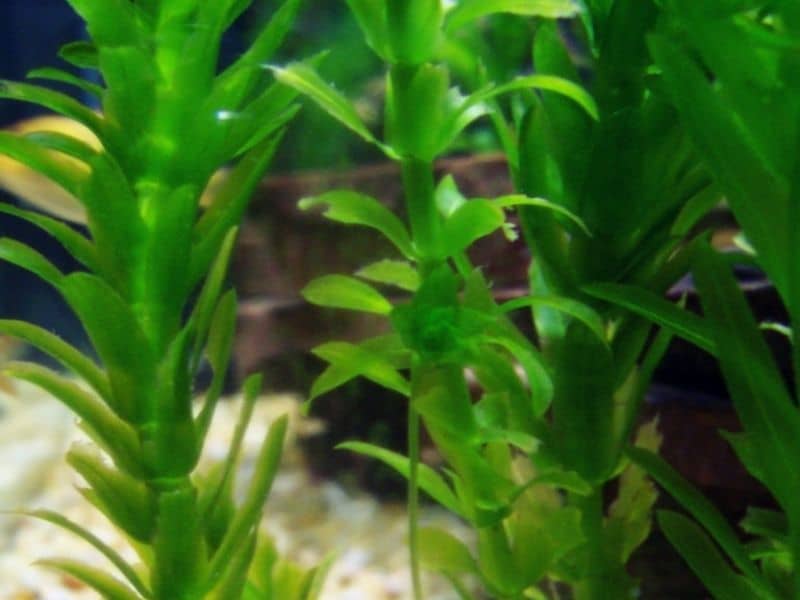 tall aquarium plants Anacharis