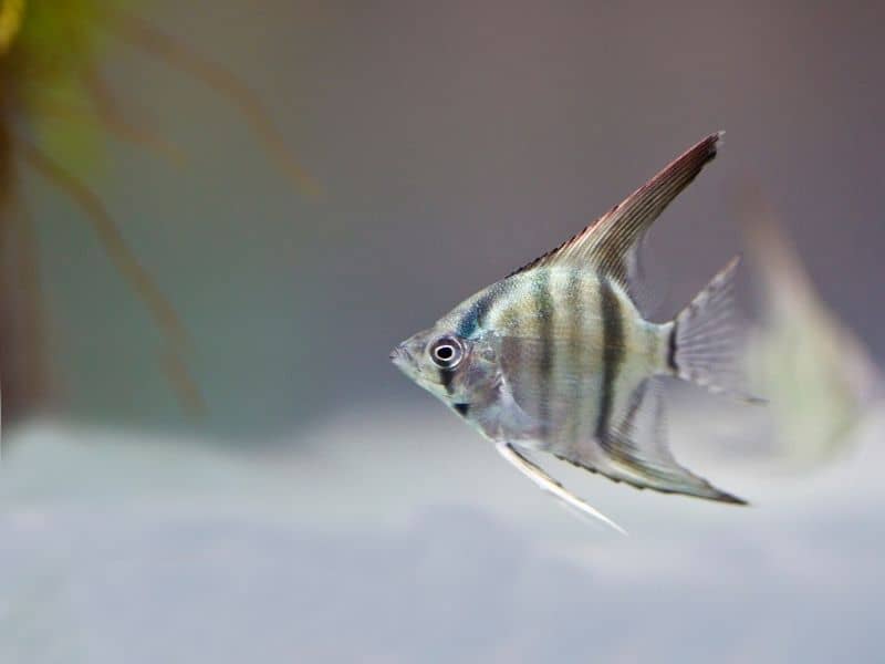 Angel fish