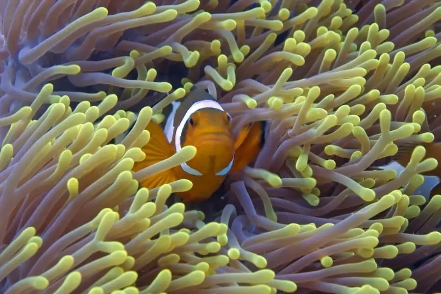 BTA clown fish