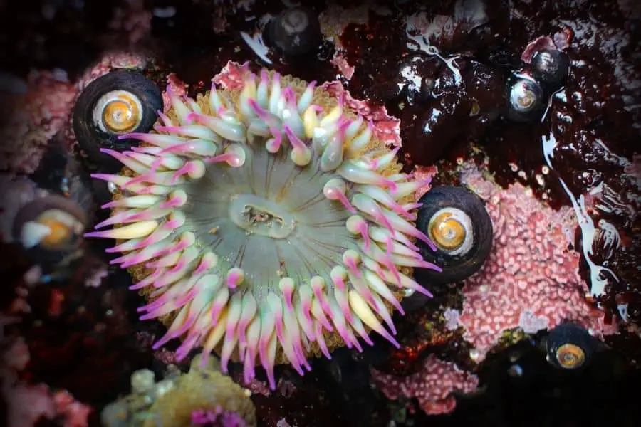 Bubble Tip Anemone 9 Important Care Facts