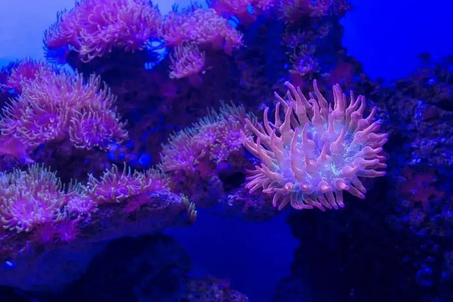 BTA aquarium