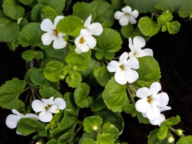 21 Extra Tall Aquarium Plants For Your Aquarium Full Guide